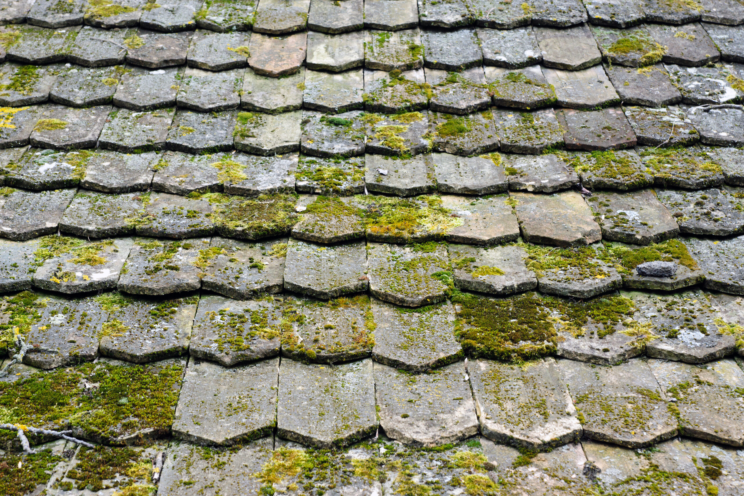 You are currently viewing Why You Shouldn’t Ignore Moss and Algae Growth on Your Roof